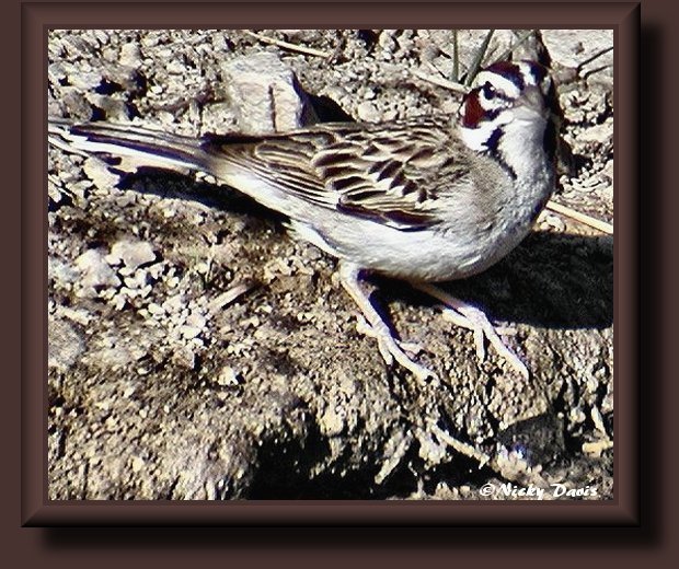 Lark Sparrow at Butterfield Canyon 6-28-02 ©NJDavis, Emberizidae Chondestes grammacus