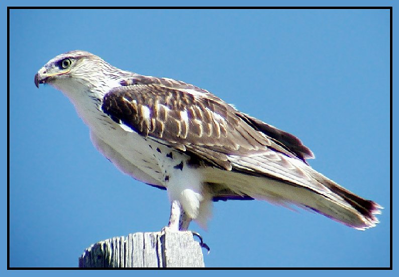 Juvenile Ferruginous Hawk, light morph, light markings