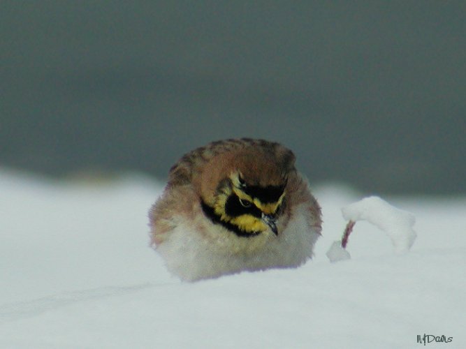 Horned Lark foraging for seed in deep snow