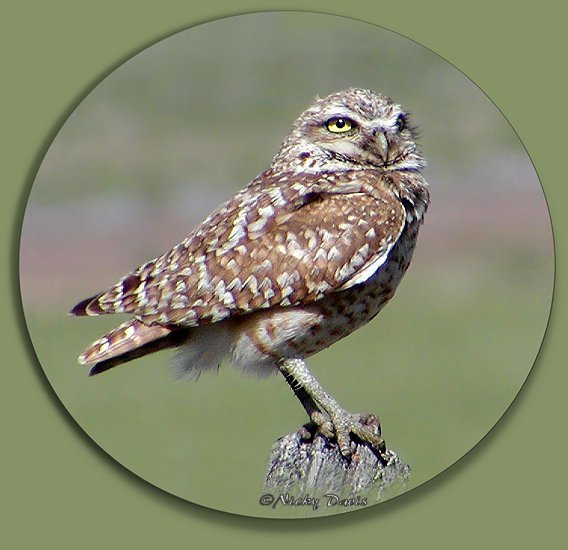 Burrowing Owl,  Box Elder County, Utah, 5-30-04, ©Nicky Davis, Strigidae athene cunicularia