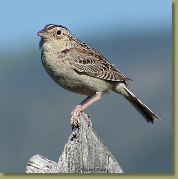 Grasshopper Sparrow, side view