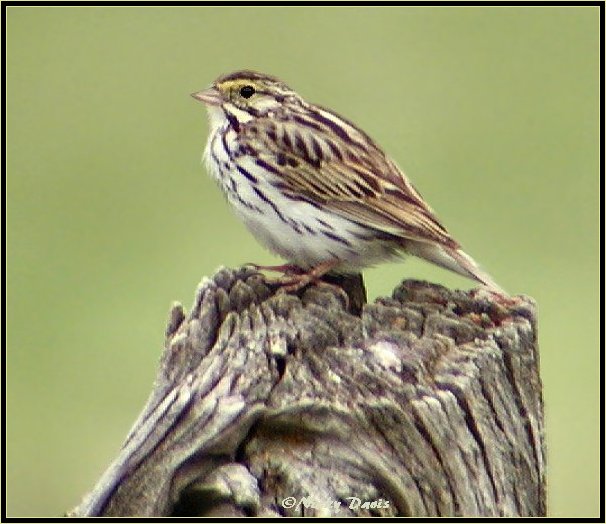 Savannah Sparrow, Emberizidae Passerculus sandwichensis, Heber Fields, Wasatch County, Utah, June 29, 2004, ©NJDavis