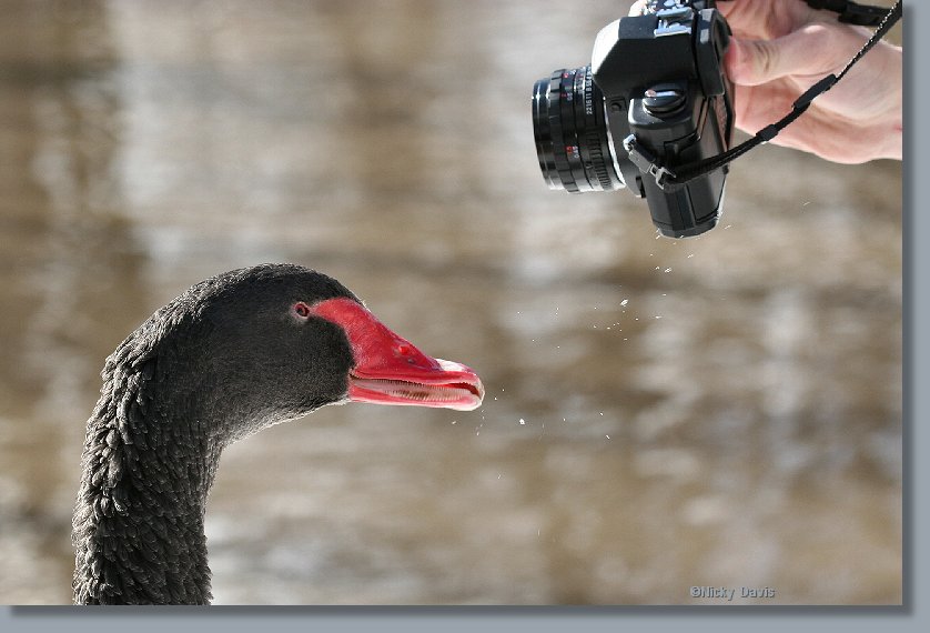 Black Swan having camera for lunch