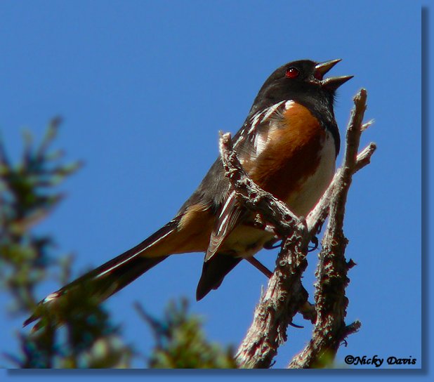 Photo of Spotted Towhee