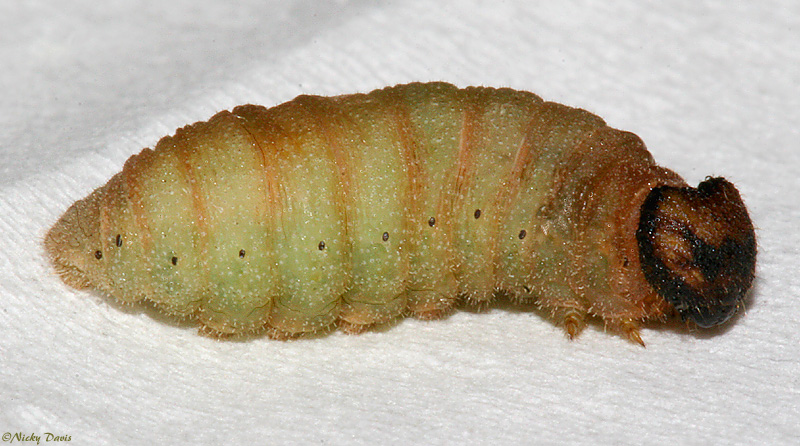 Larva on February 25, 2007 after coming in from winter diapause