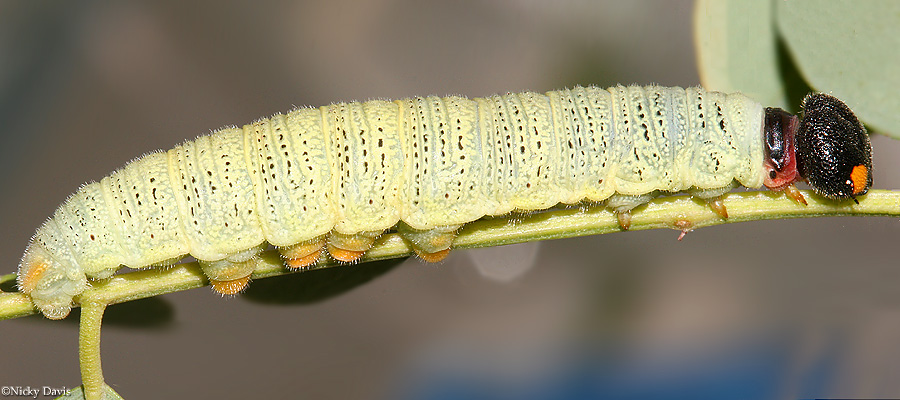 Silver-spotted Skipper larva