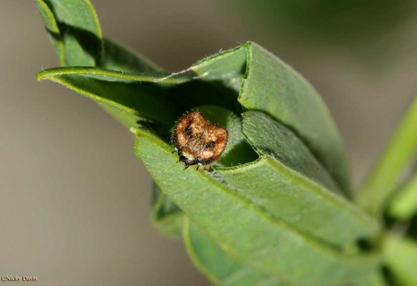 larva  inside nest