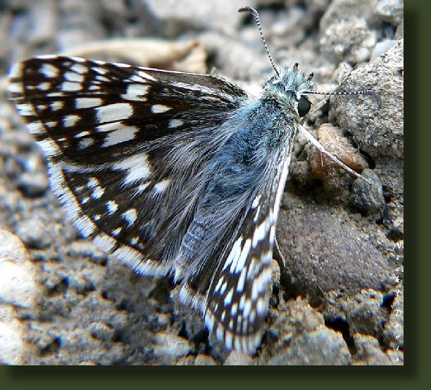 male has long black and white hairs on top of head and
          has blue gray tinge, female look black with small spots,
          fringes checkered halfway, caterpillar host is mallow and
          hollyhock