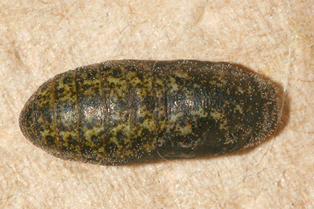 # 3 pupa formed and shot 11 August 2009, dorsal view