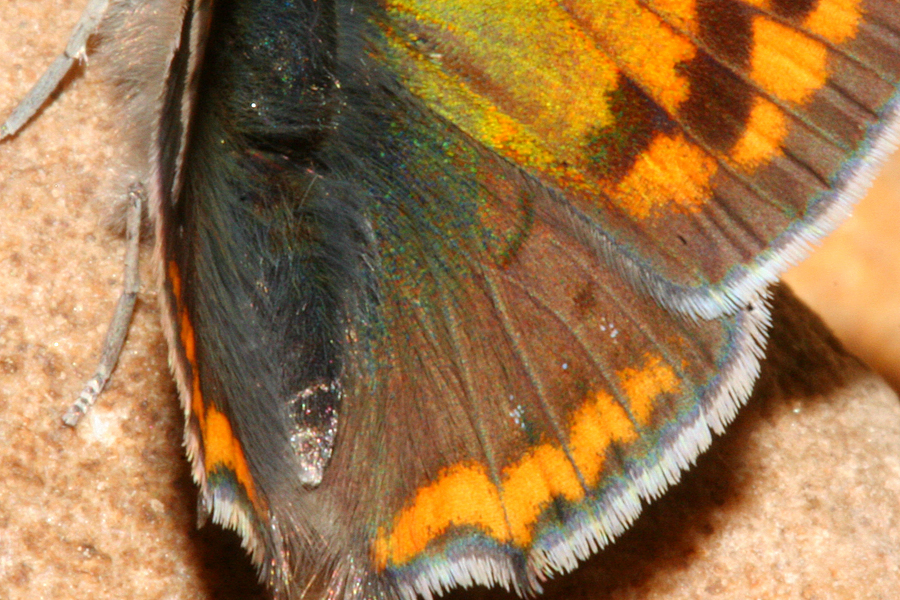 blue wing spots