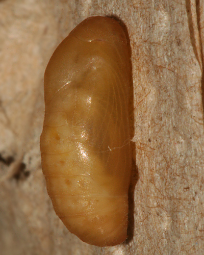 Pupa #1 on August 9th