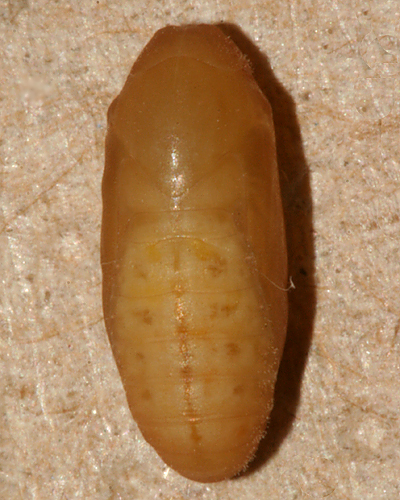 pupa #1 on August 9th