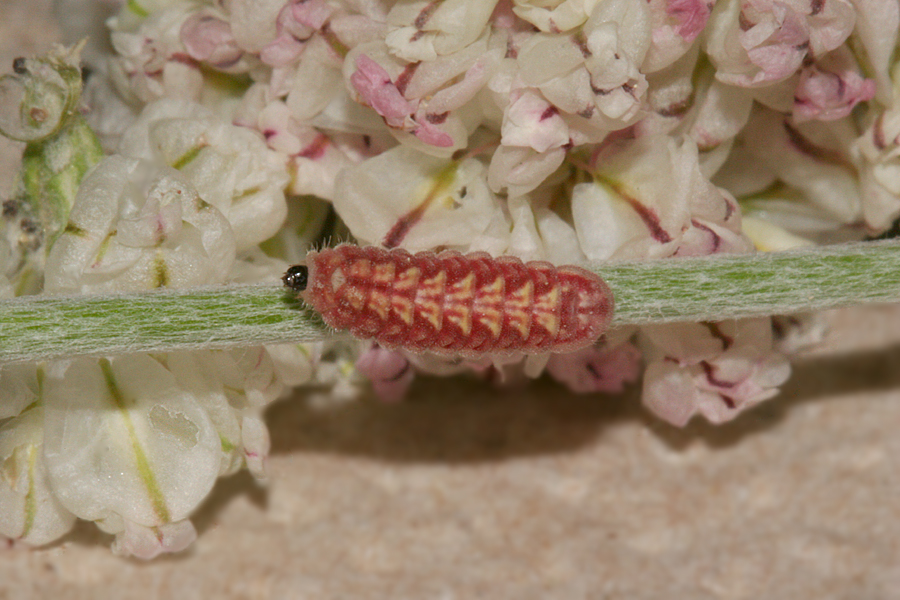 #1 larva 8 mm long on 4 June 2013