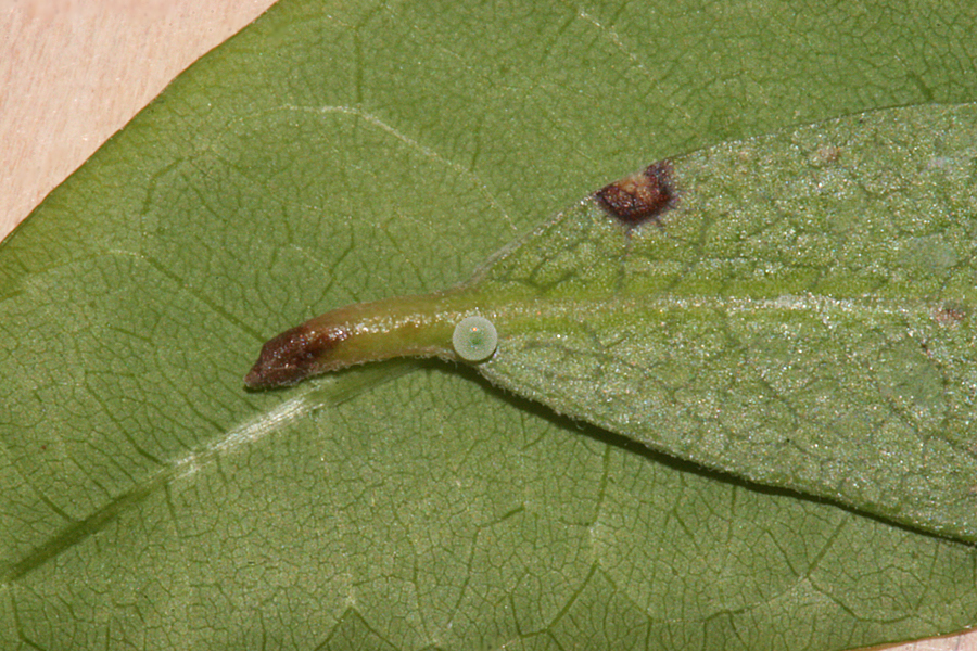 callophrys or Incisalia polios obscura ovum