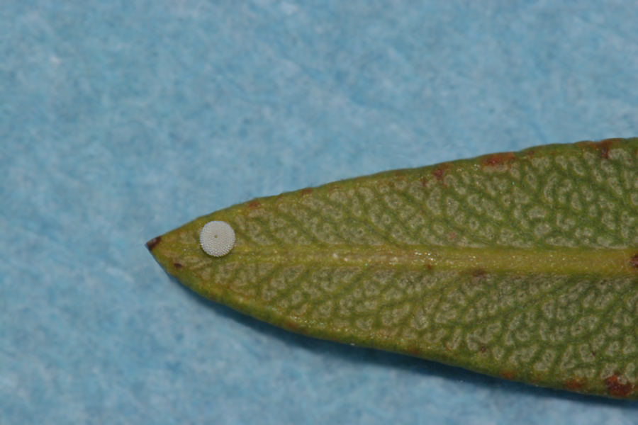 oviposited on the underside of a leaf