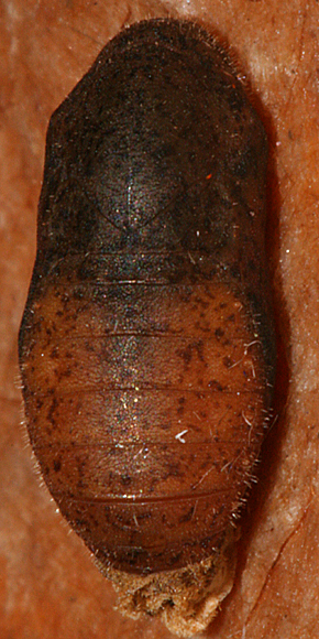Dorsal view of pupa #4