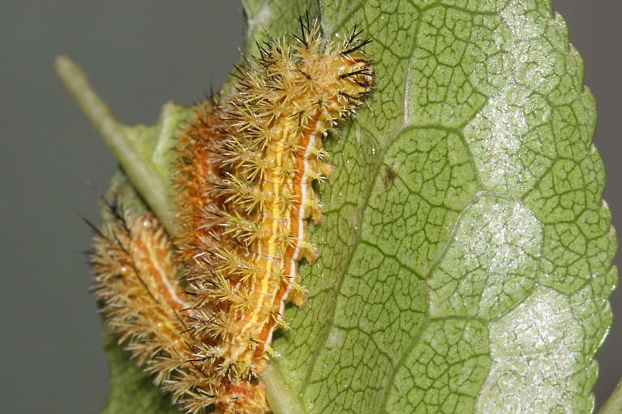 15 mm 3rd instar