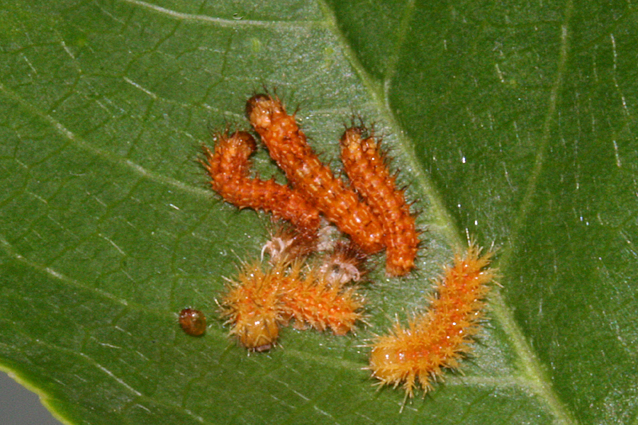 molting to second instar