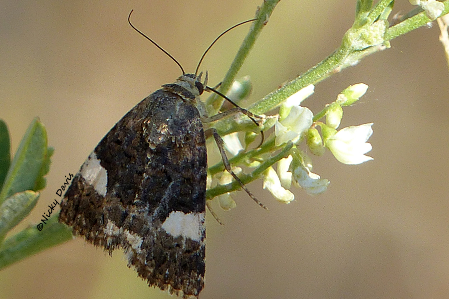 4 spotted or bind weed moth