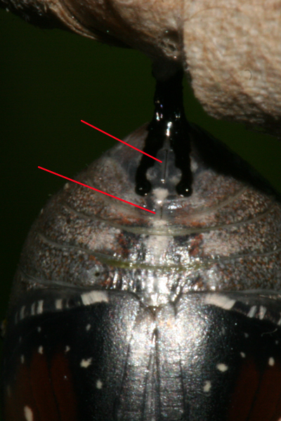 2 slits at tip of abdomen may mean this is a female