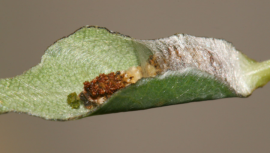 larva inside silk nest