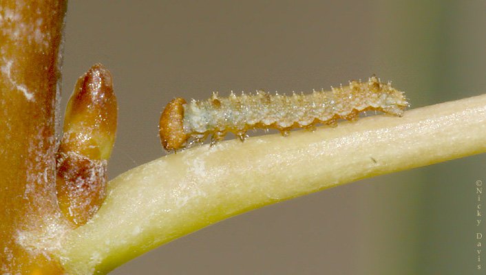 larva just eclosed from ova this morning - July 14,
                2006