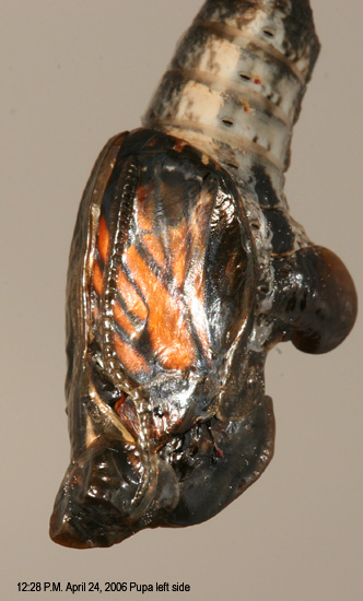 Pupa from left side