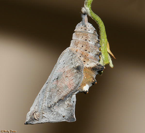 pupa showing development on the day the butterfly emerged