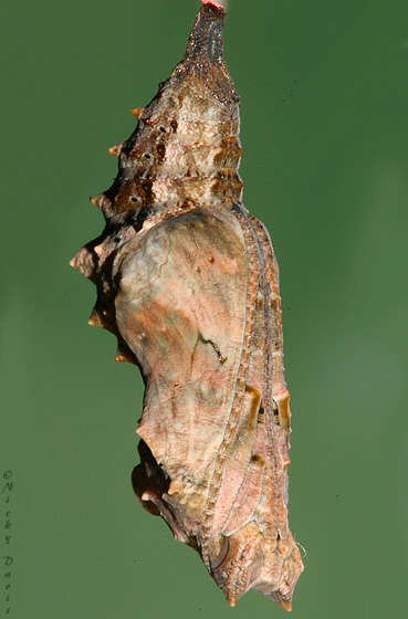 pupa on the evening before butterfly
                        emerged