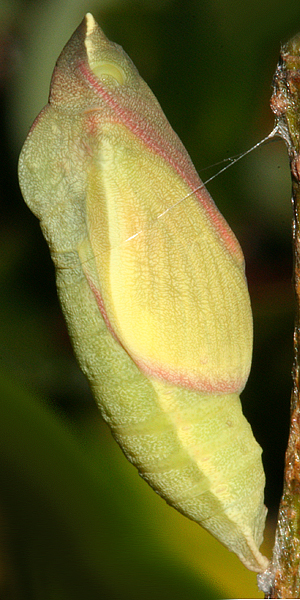 Pupa one day before butterfly emerged