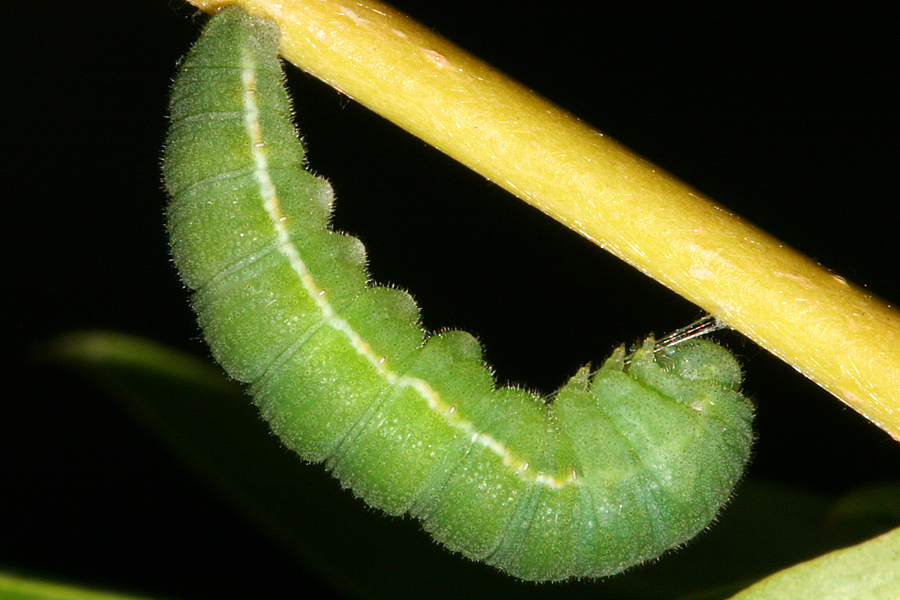 #2 Pre-Pupa on 1 May 2009