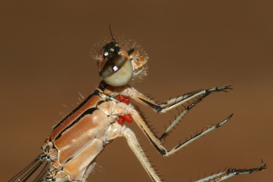 thorax, eye
                          and legs