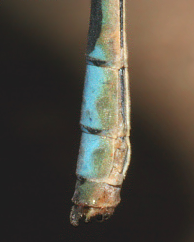 male appendage- ventral/lateral