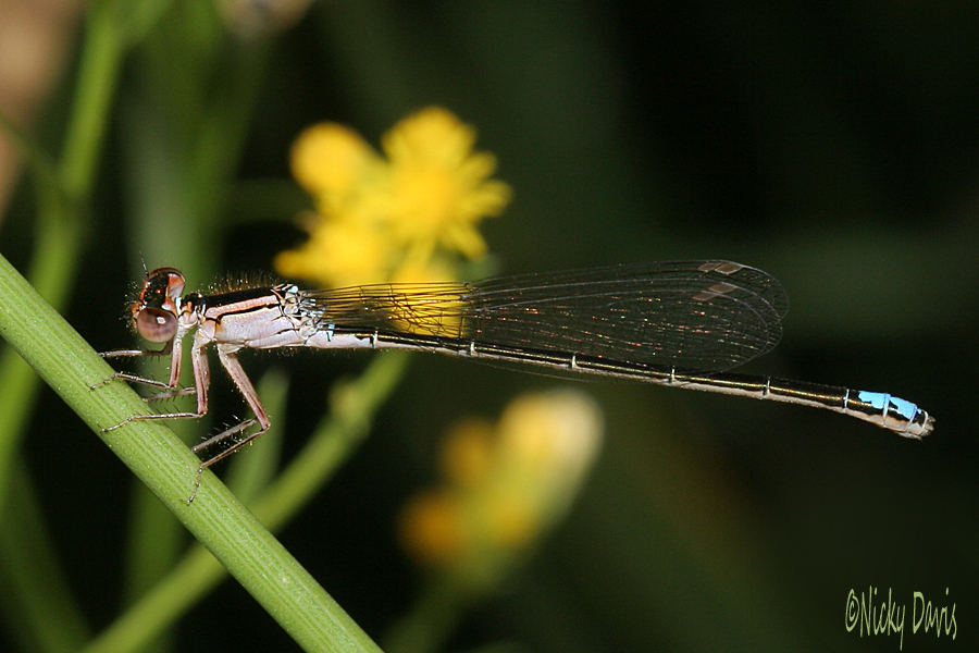 Black-fronted Forktail, female
