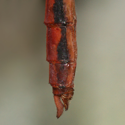 lateral view of
                      appendages