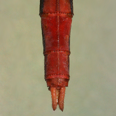 dorsal view of
                      appendages