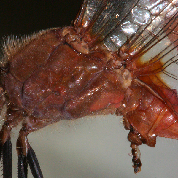 close-up of lateral view of thorax