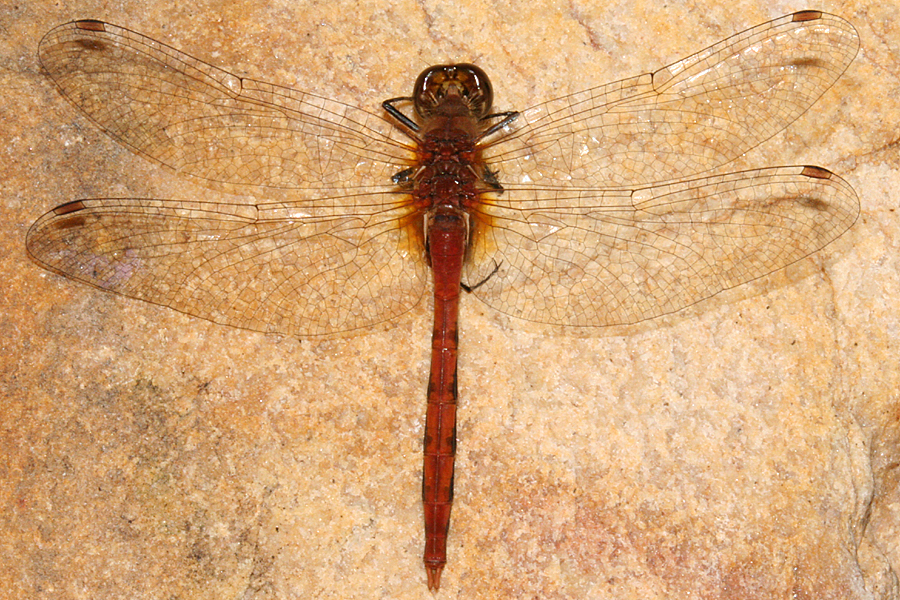 Dorsal View of Male