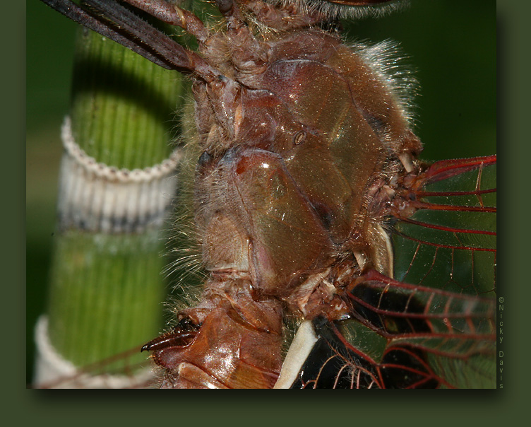 Red Saddlebags, male, thorax and genitalia