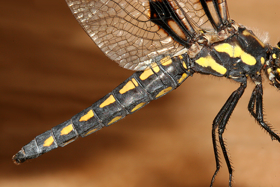 lateral of thorax and abdomen