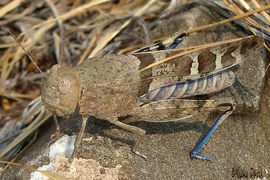 blue leg grasshopper