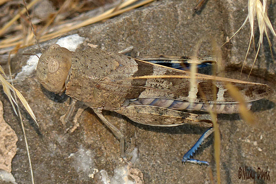 grasshopper blue leg 2