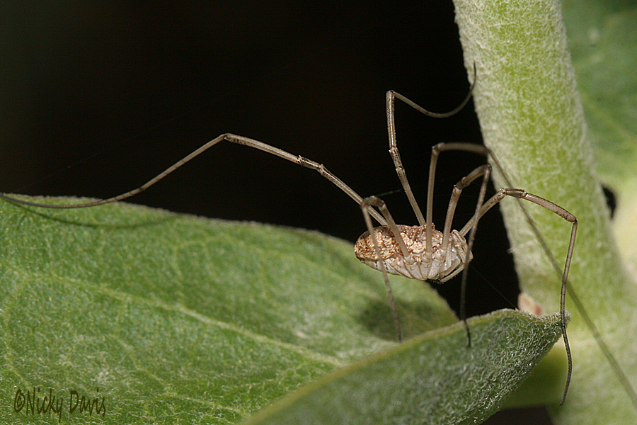 WildUtah - Arachnidea Opiliones - Daddy Long leg or Harvestmen