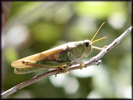 Grasshopper, Orthoptera-further identification pending, ©Nicky Davis