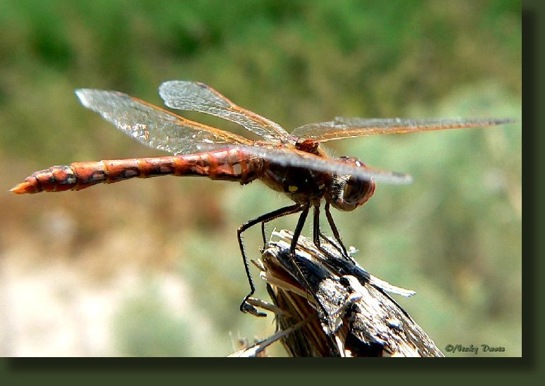 A small to medium-sized dragonfly (but large for this genus) with a length of 1 5/8 to 1 11/16 inches (39 to 42 mm). The abdomen is quite slender. Mature males have a base color of dark brownish black. Each side of the thorax may be marked with a pair of yellow spots. The abdomen is marked with an eye-catching pattern of red, pink, and golden brown. The leading edges of the wings have pinkish wing veins. Mature females are marked similarly but with less red. Immature males and females are much paler in color and are mottled with pale green, pale yellow, golden brown, and orange. The leading edges of the wings have brownish or "regular" (non-colored) veins.