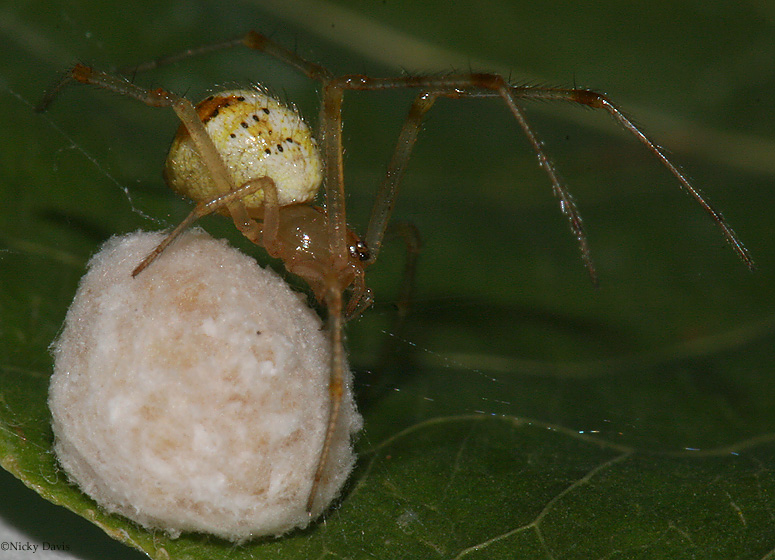 spider with eggs