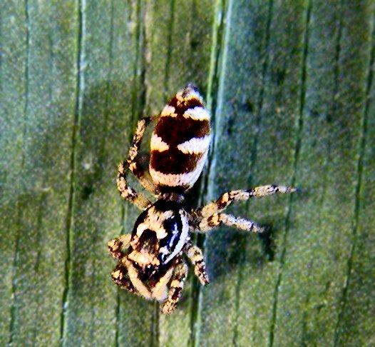 Zebra Jumping Spider, Araneae Salticus scenicus, July
              19, 2004, Draper, Salt Lake County, Utah, Nicky Davis