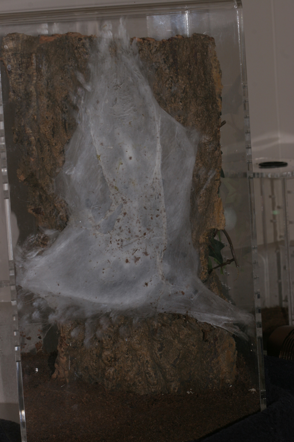 web tube for daily activity and hammock at
                    bottom for molting.