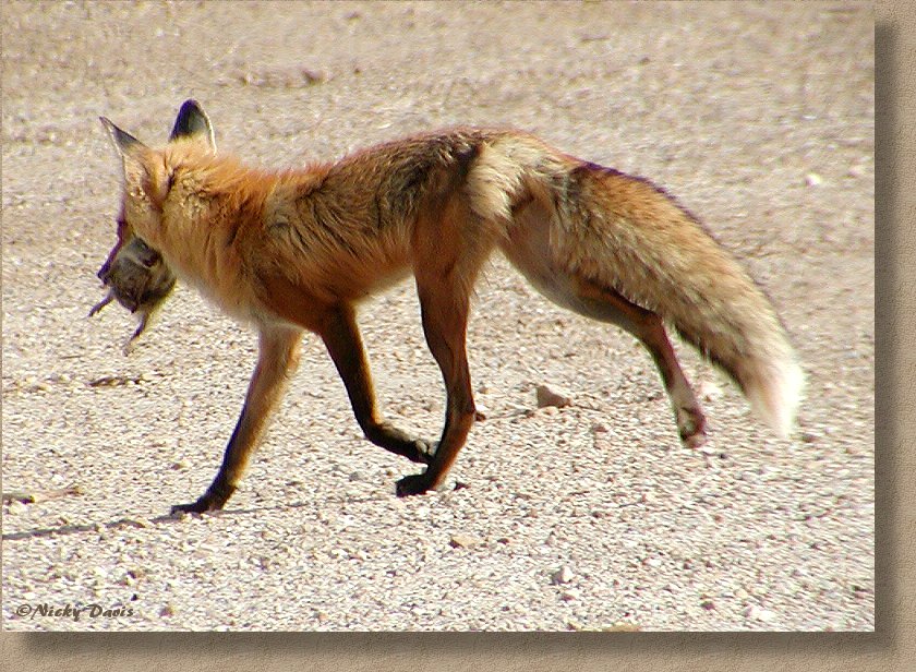 Wild Utah Photos Of A Red Fox Vulpes Vulpes June 27 2004 Powder