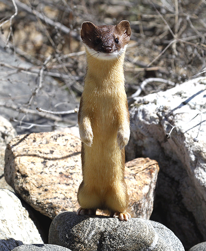 Weasel on the look out.
